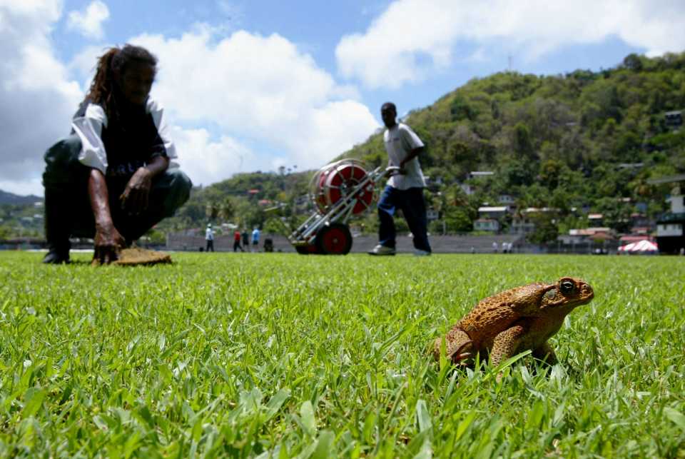 A toad sits on the grass while ground staff work on a waterlogged surface, West Indies v England, 4th ODI, Grenada, April 28, 2004