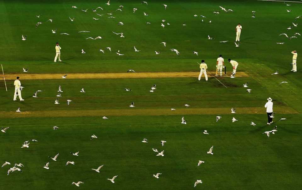 Hundreds of seagulls fly over the pitch as Tasmania bats