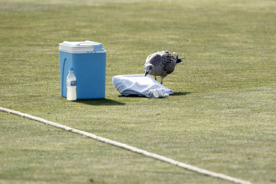 A seagull attempts to steal a towel from beyond the boundary