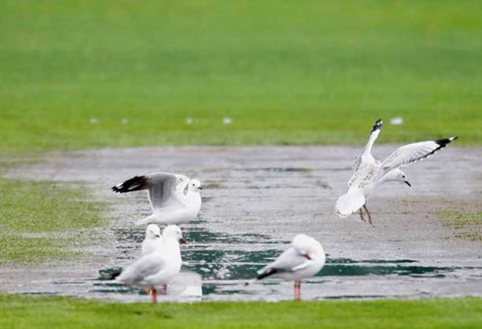 Seagulls play in a puddle after play was abandoned, Victoria v Indians,  Melbourne, December 22, 2007