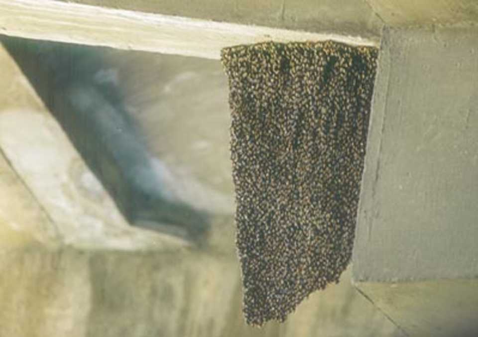 The beehive that was disturbed during the Tamil Nadu and Punjab Ranji match