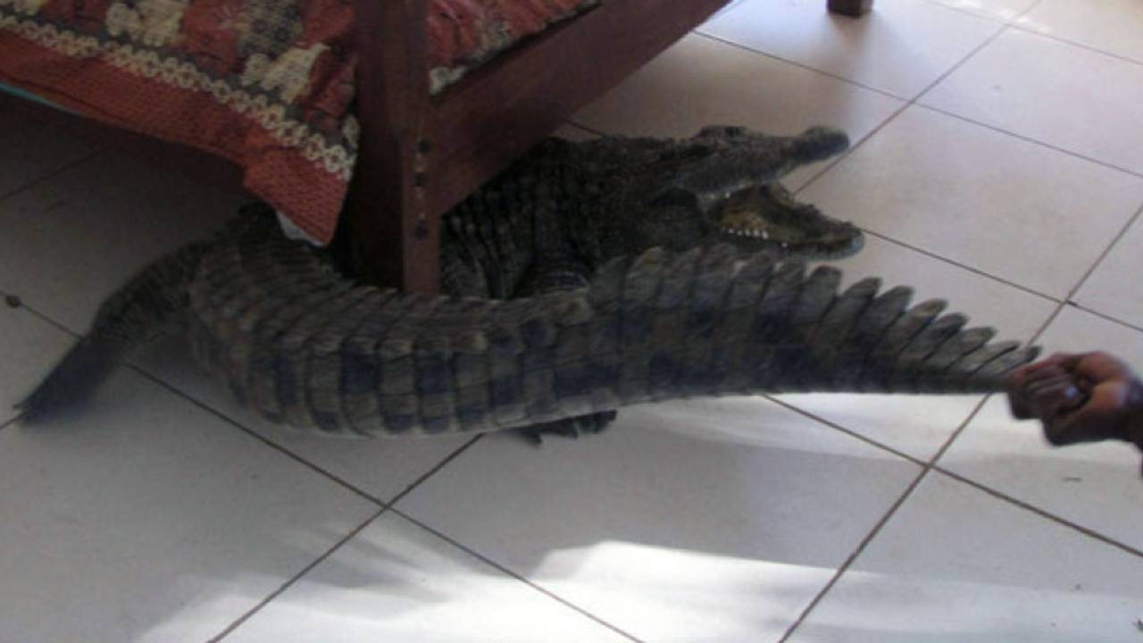 Look what's under the bed: Guy Whittall had an unexpected guest, September 17, 2013