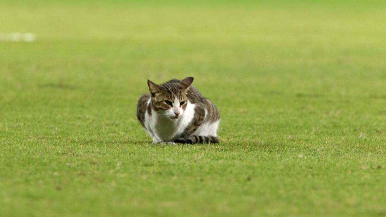 The Sharjah Cricket Stadium had a feline visitor, Afghanistan v Zimbabwe, 3rd ODI, Sharjah, January 2, 2016