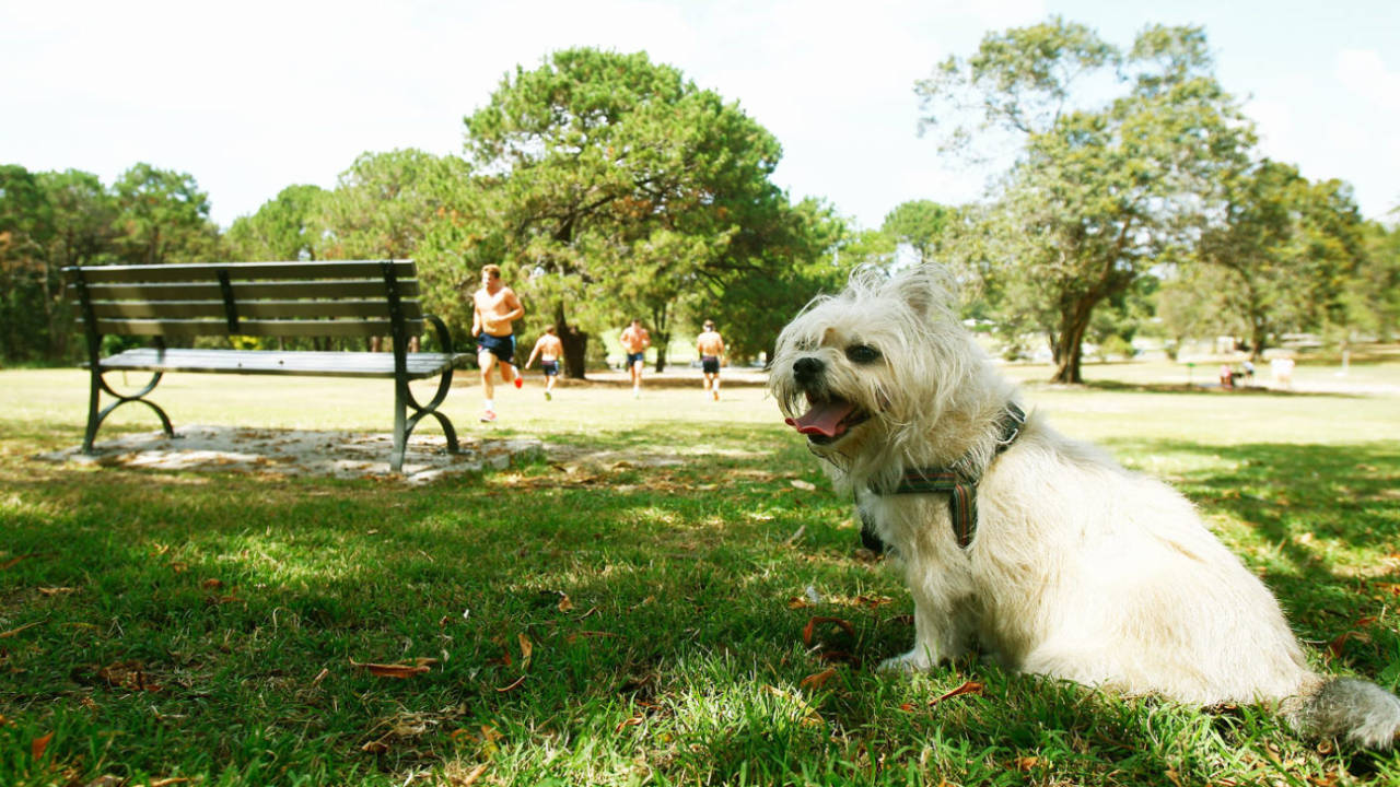 Rugby players train at Centennial Park in Sydney, January 7, 2013