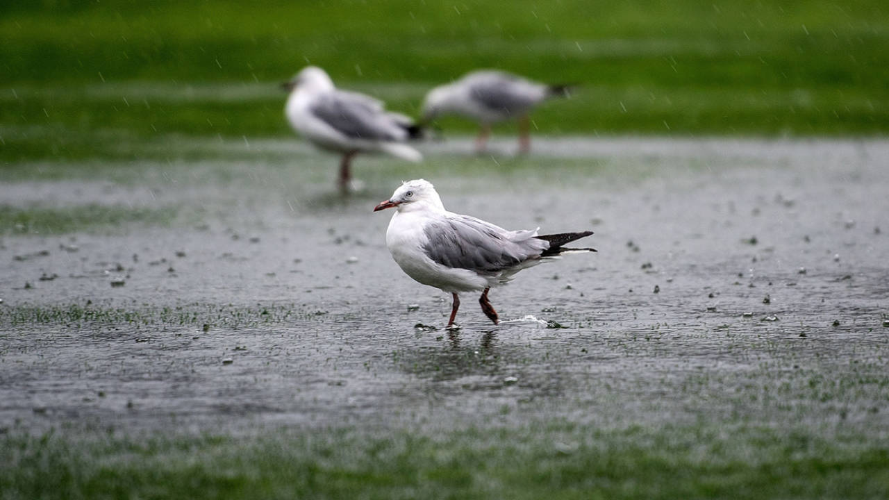Seagulls frolic in the rain at Basin Reserve&nbsp;&nbsp;&bull;&nbsp;&nbsp;AFP