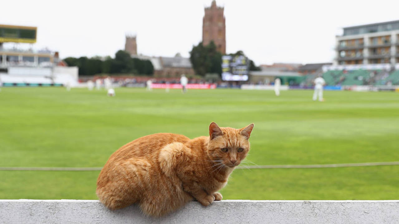 Brian the Somerset club cat gets set for the day's play, Somerset v Nottinghamshire, County Championship, Division One, Taunton, 1st day, September 20, 2016