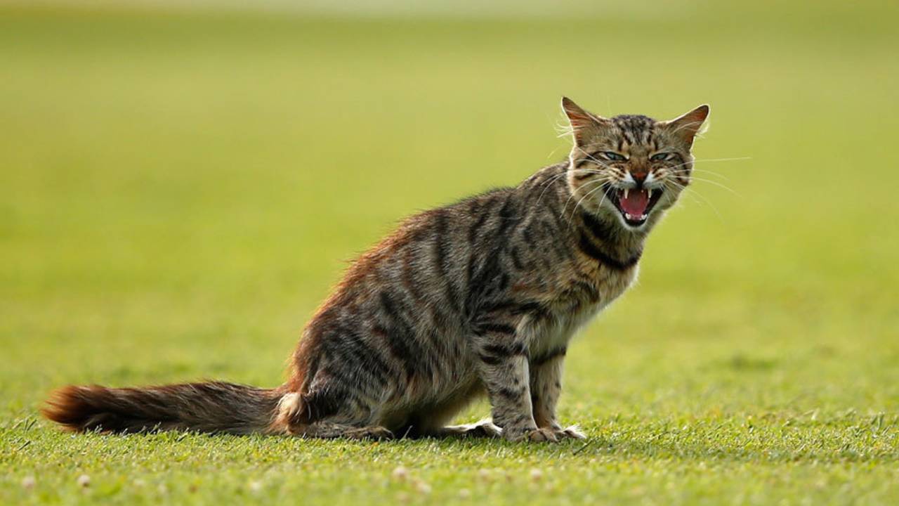A cat on the Durban outfield, South Africa v England, 1st Test, Durban, 2nd day, December 27, 2015