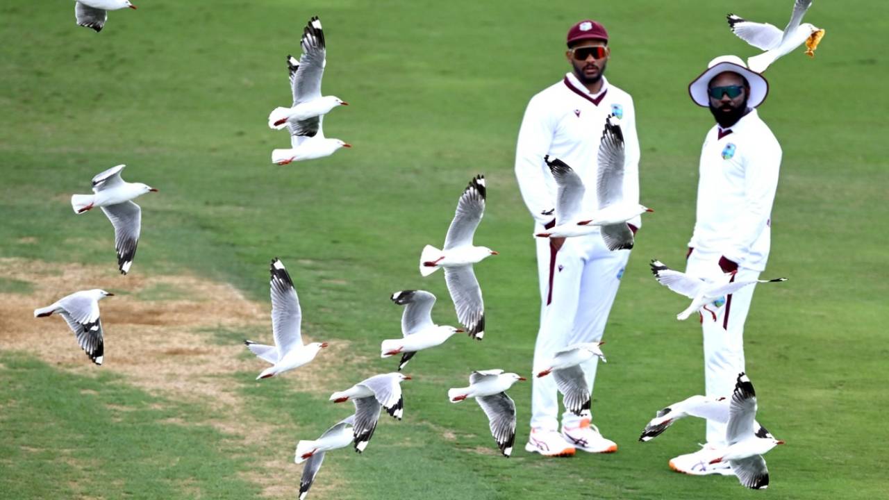 Brandon King and Jomel Warrican amid the sea gulls, New Zealand vs West Indies, 3rd Test, Mount Maunganui, 2nd day, December 19, 2025