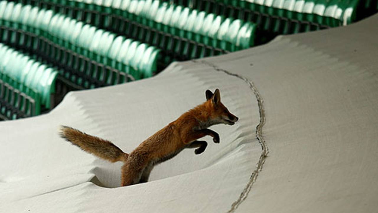 A fox jumps onto the sightscreen on the second day at The Oval