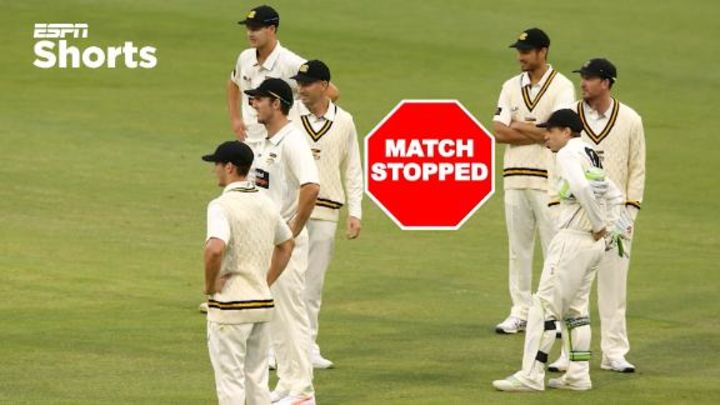 When a tiger and a pig stopped play