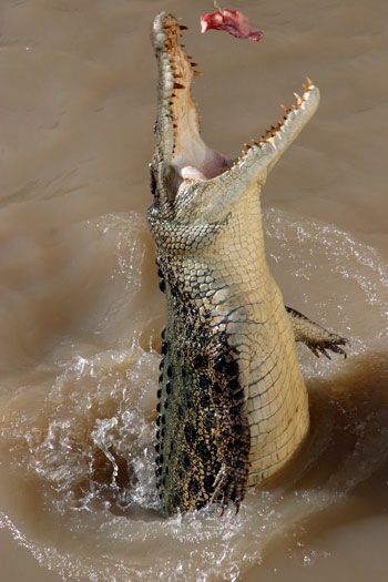 You can still teach an old croc new tricks... | ESPNcricinfo.com